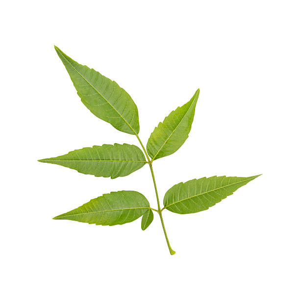 istock Close up a fresh green wild neem leaves isolated 2217253197