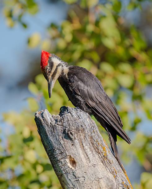 A pileated woodpecker perched on a tree with a vibrant red crest against a blurred background.