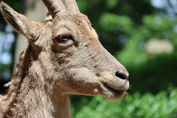 istock Animal portrait 2217253840