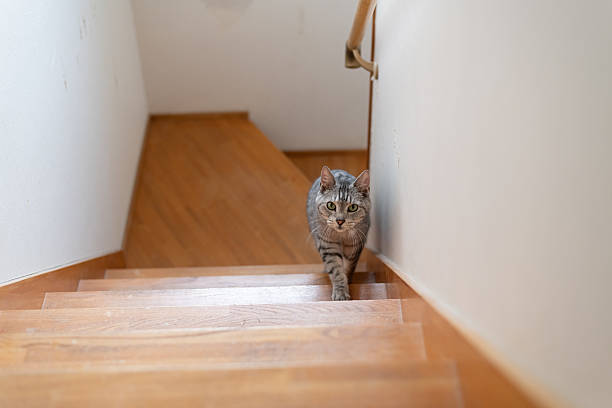 istock Cute cat climbing the stairs: Siamese tabby cat 2217253853