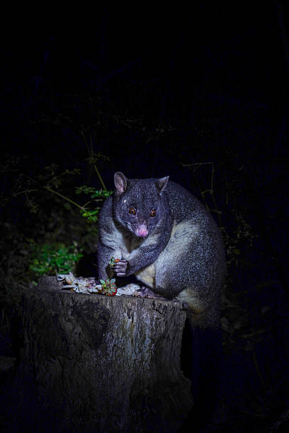 istock A brush tailed possum at night 2217253884