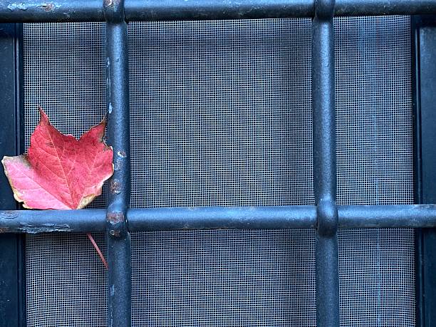 Bright red maple leaf clinging to weathered metal window grate, highlighting autumn's textural interplay