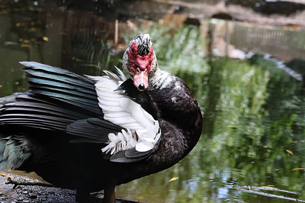 istock Muscovy duck at the pond 2217256687