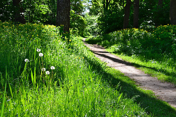 Sunlit Trail Through a Lush Forest with green grass and white dandelions