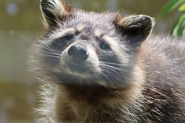 istock Raccoon closeup 2217259499