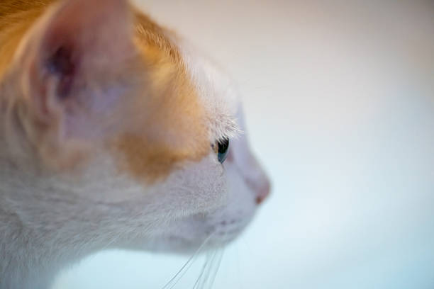close up of cat