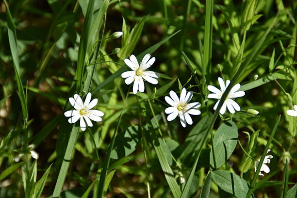 istock Cute Little Starworts 2217264651