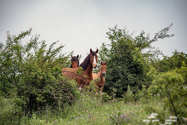 istock Beautiful horses in the mountain 2217265260