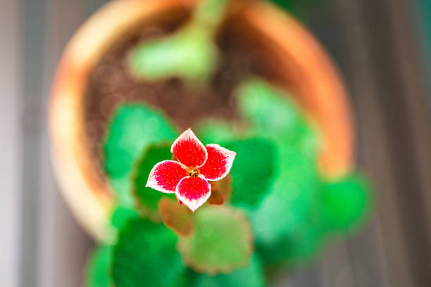 A vibrant red flower stands out amidst fuzzy green leaves in a terracotta pot, creating a striking contrast against a blurred background. Soft lighting highlights the delicate petals, enhancing the plant's vivid colors.