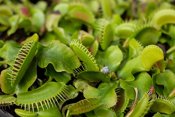 istock Closeup of Venus flytraps with a small insect 2217270301