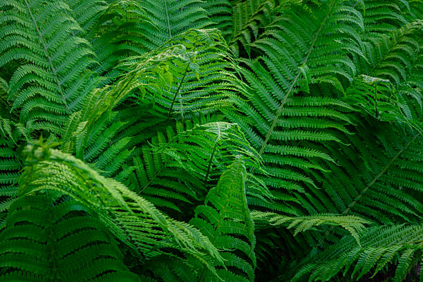 istock Lush Green Ferns 2217270689
