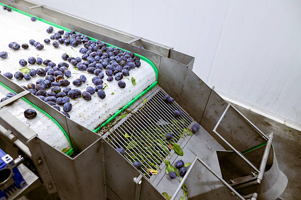 istock A load of freshly harvested plums on a white plastic sorting conveyor belt at the warehouse for sorting, processing, and storage. 2217272297