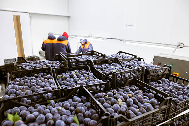 istock Workers manually sort and inspect the freshly harvested plums on a sorting conveyor belt at the warehouse for sorting, processing, and storage. 2217272299