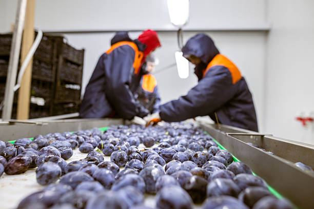 istock Workers manually sort and inspect the freshly harvested plums on a white plastic sorting conveyor belt at the warehouse for sorting, processing, and storage. 2217272310