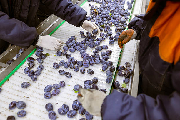istock Workers manually sort and inspect the freshly harvested plums on a white plastic sorting conveyor belt at the warehouse for sorting, processing, and storage. 2217272339