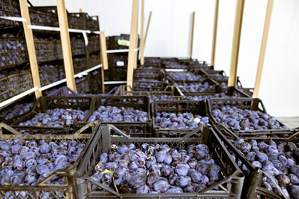 istock A load of freshly harvested plums in shallow black plastic crates inside a refrigerated chamber at the warehouse for sorting, processing, and storage. 2217272346