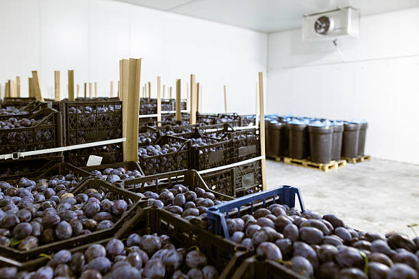 istock A load of freshly harvested plums in shallow black plastic crates inside a refrigerated chamber at the warehouse for sorting, processing, and storage. 2217272351