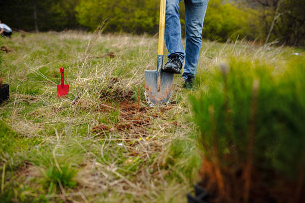 istock Male ecologist digging the ground while planting coniferous trees 2217274093