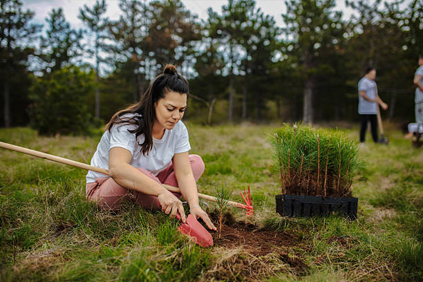 istock Female ecologist planting coniferous trees in soil 2217274238