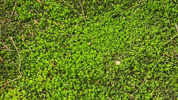 istock Vibrant green moss covering the forest floor in spring sunlight. 2217274463