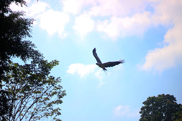 Eagle flying