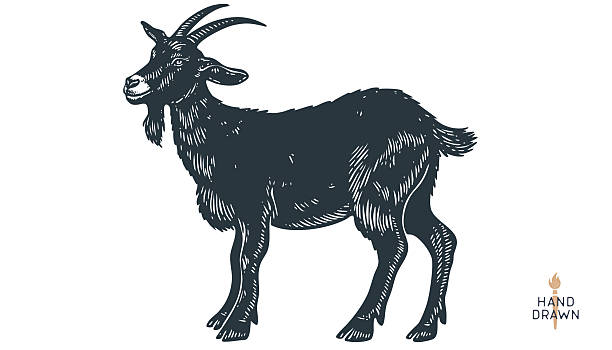 Goat. Vintage retro print, black white goat drawing, sketch ink pencil draw, engrave old school style. Sketch artwork silhouette goat with horns. Side view profile goat. Vector Illustration