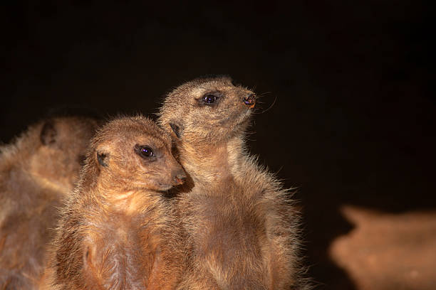 Three meerkats standing on rock protecting herd
