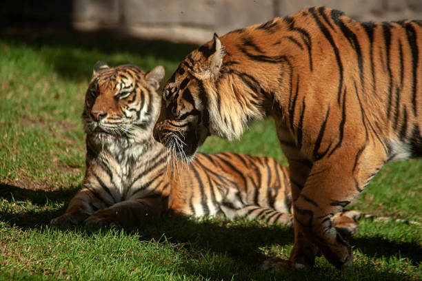 istock big cats, Sumatran tiger 2217276885