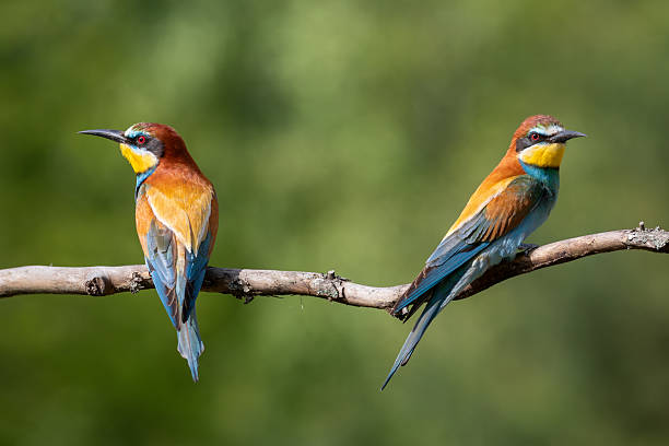 istock European bee-eater, merops apiaster. Two birds sitting on a branch on a beautiful background 2217276960