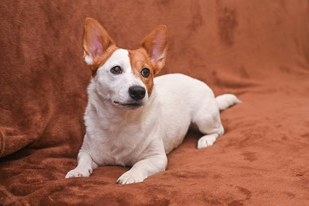 istock Jack Russell dog resting at home 2217278452