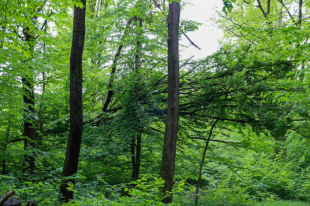 Radiant forest filled with vibrant greenery, where light breaks through dense canopies. This landscape creates a sense of peace and freshness, inviting one to immerse themselves in natural beauty.
