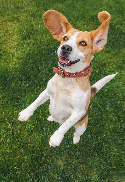 istock Energetic beagle jumping on green grass with wide open ears and a joyful expression, front paws raised and tail extended mid-air 2217280365