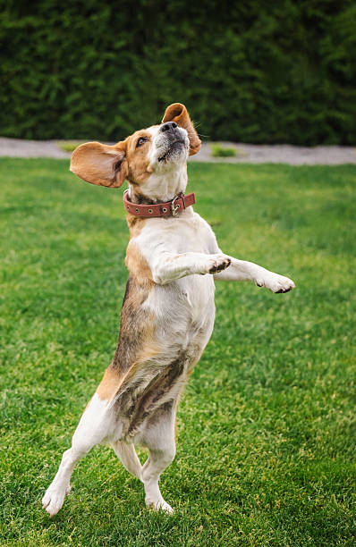 istock Beagle dog standing on hind legs with ears flapping while looking up during outdoor playtime on green grass 2217281011