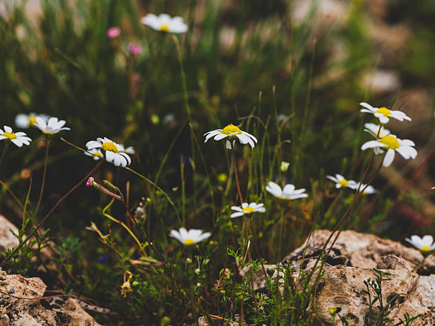 summer flowers in the nature