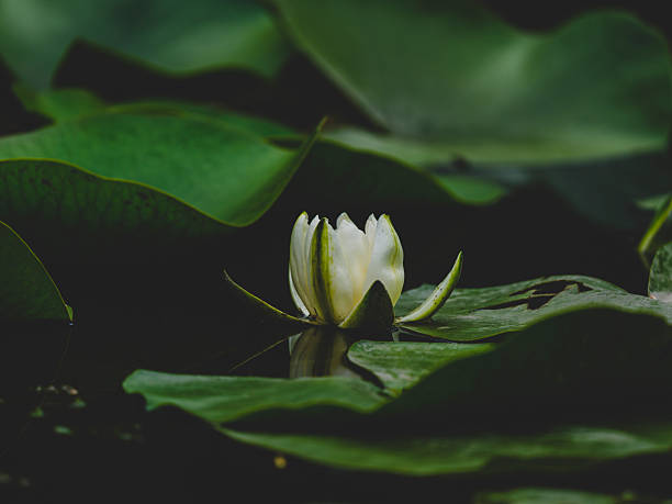 istock white lotus flower in the pond 2217282690
