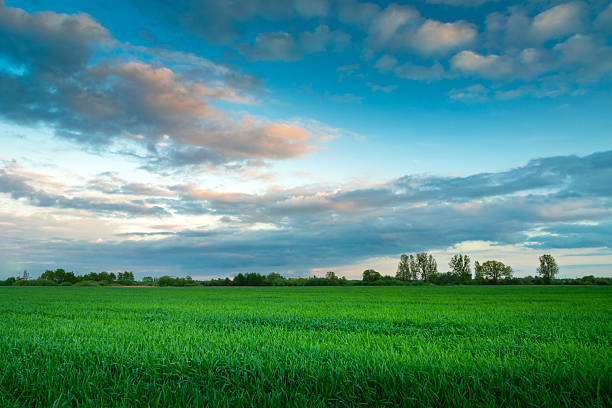 istock Green field and evening clouds on the sky 2217283365