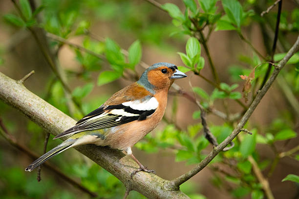 istock A chaffinch bird sits on a branch 2217283366