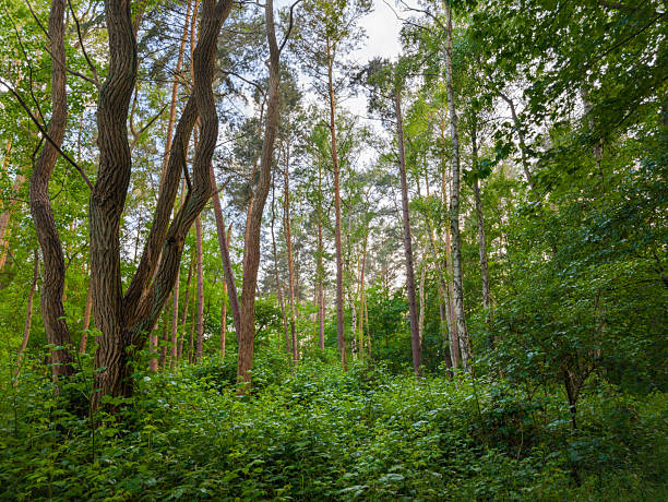 Light pine forest with dense green undergrowth and tall, straight trunks in dayligh