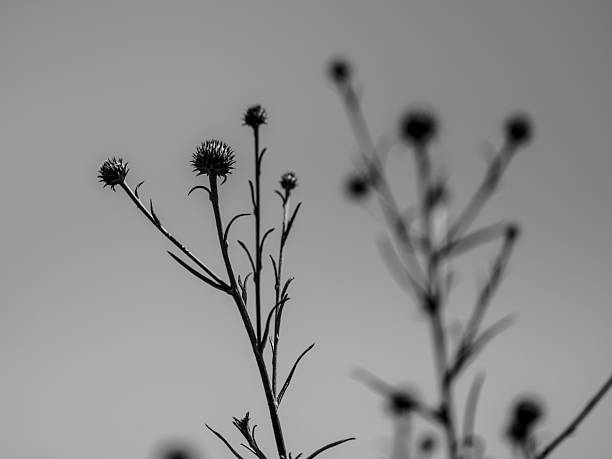 dried flowers in the garden