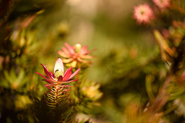 Leucadendron \