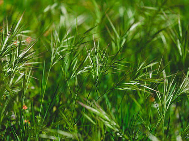 green grass in the garden