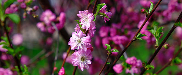 Colorful pink cherry blossoms, wide banner of spring nature. Lush foliage, spring sunny day. Freshness atmospheric mood. Copy space