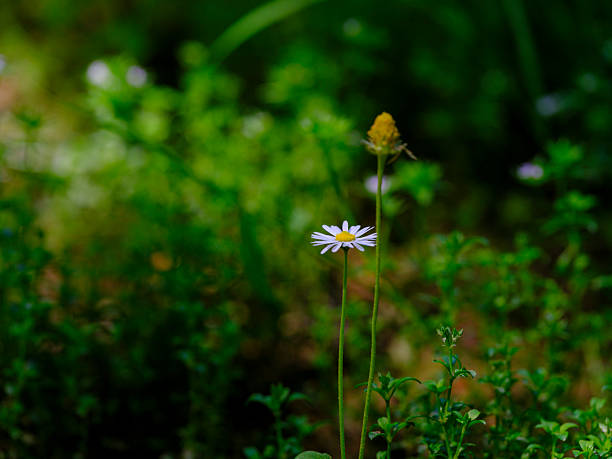 beautiful flowers in the forest