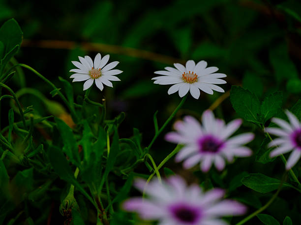 beautiful flowers in the park