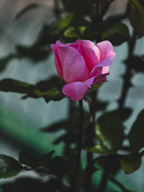 Macro of an orange rosebud (Rosa species) beginning to open, with green sepals and fine hairs on the surface, captured in soft light against a blurred green background.