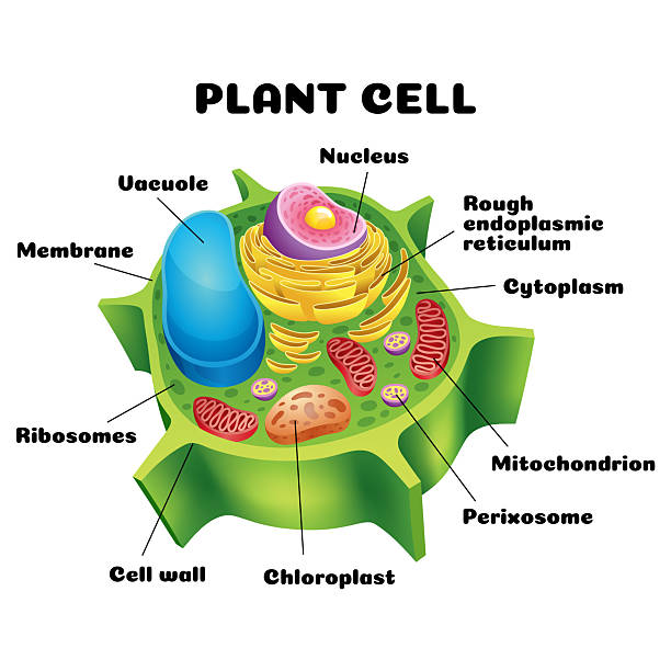 istock Vector illustration of the Plant cell anatomy structure. Educational infographic 2217288020