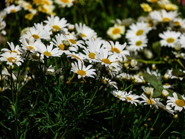 beautiful flowers in the forest
