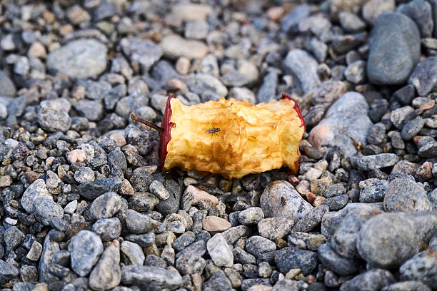 An apple core with seeds showing.