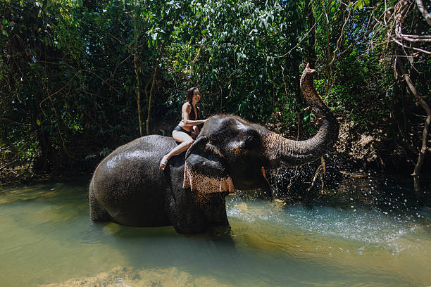 istock woman enjoys a unique experience riding an elephant as it wades through a shallow river, with vibrant greenery framing the serene landscape under warm afternoon sunlight 2217290102