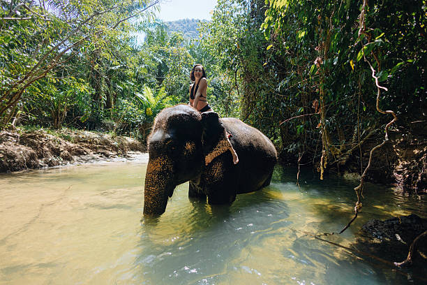 istock woman rides an elephant through a calm river, surrounded by vibrant greenery and tropical trees. tranquil environment showcases the beauty of nature and wildlife interactions 2217290105